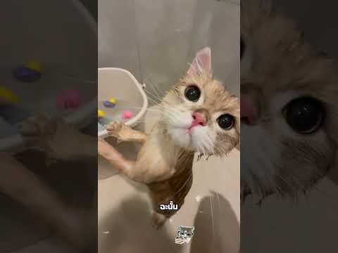 5 อันดับแมวที่น่ารักที่สุดในโลก #shorts  #อาหารสมอง#cat thumbnail