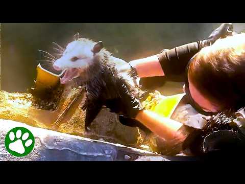 Officer gently rescues terrified opossum stuck on ledge 👏❤️ thumbnail