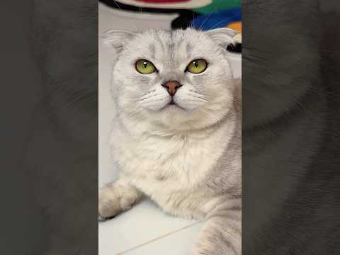 Superhero Sonya 😎 #cat #cats #funny thumbnail