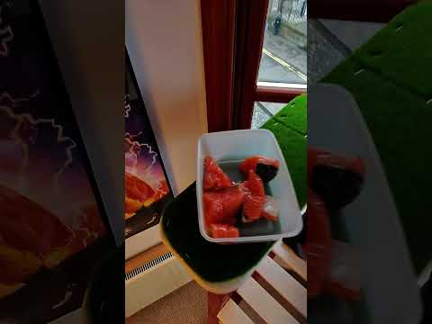 My Pet Seagull Is A Little Nervous... thumbnail