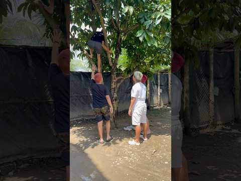 Kalian kalo main sama temn klian gini jg ga, suka ngambilin buah dirumah orang #shorts #lucu #kocak thumbnail