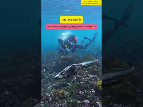 Đừng dại mà đùa với những con thằn lằn này#shorts thumbnail