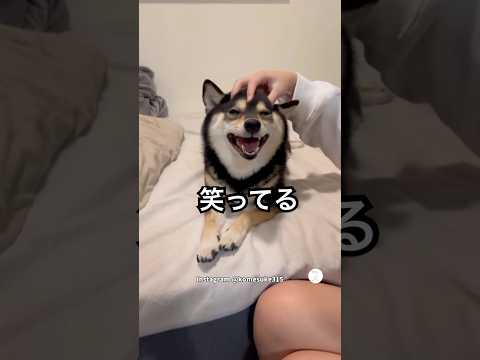 マッサージされて笑顔になる柴犬　#柴犬　#黒柴　#犬　#かわいい　#犬のいる暮らし thumbnail