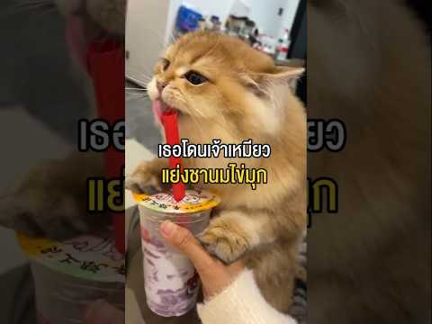 เมื่อเจ้าเหมียวได้ชิมชานมไข่มุกครั้งแรก thumbnail
