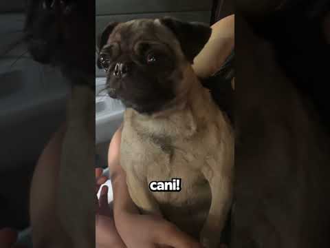 Quando Il Cane Non Riceve Il Bicchierino Per Cani…? thumbnail