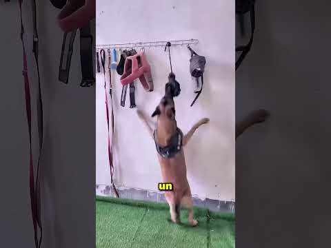 Este Perrito Salvó A Su Dueña De La Lluvia ?❤️ thumbnail