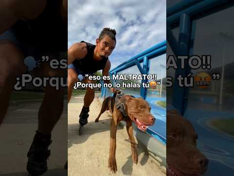 Aquí todos ayudamos a entrenar! ????‍?? #pitbull #humor #adiestramientocanino #pets #mascotas thumbnail