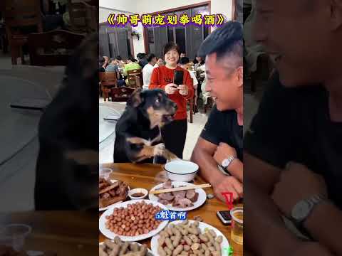 #哥俩好#好想好#这哥俩又喝多了#拳师犬和狗狗的搞笑日常抖音小助手#搞笑#萌娃#特效#shorts thumbnail