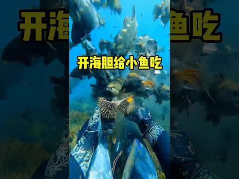 潜水员和雀雕的交易！ #趣闻 #科普 #趣事 #全球看点 thumbnail