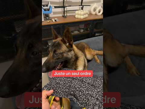 Trop fort Adès 👏 #ades #malinois thumbnail