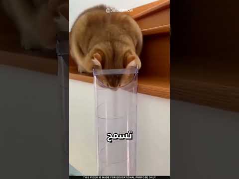 ما سر مقاطع القطط thumbnail