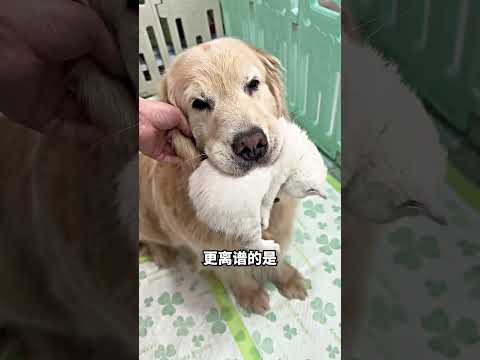 狗狗叼走小猫，原来是在帮猫妈带娃? thumbnail