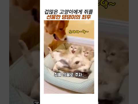 겁많은 고양이에게 쥐를 선물한 댕댕이의 최후#쥐와 고양이#웃긴동물#귀여운 고양이 thumbnail