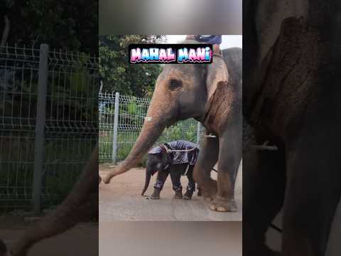 கோல்டு குட்டி ? மம்மி ? பட்டர் ஜாம் ? கோல்டு அண்ணா என்ன பண்ணிகிட்டு இருகிங்க ?? thumbnail