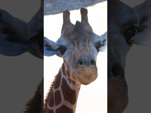 The Many Faces of the Cheyenne Mountain Zoo 🦒 thumbnail