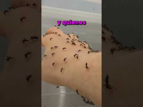 POR ESTO TE PICAN MUCHO LOS MOSQUITOS!! 😯 thumbnail