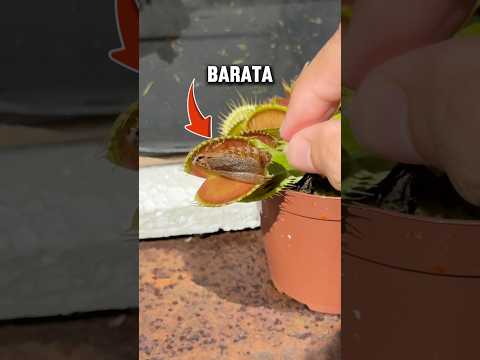 Alimentei minha planta carnívora com uma barata?!😱 #shorts thumbnail