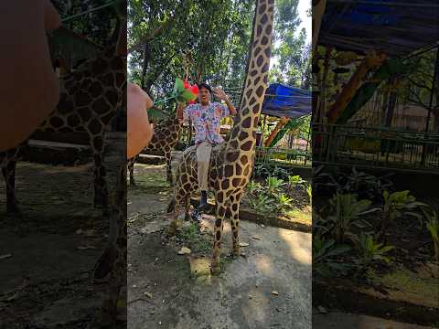 mindahin temon dari jerapah ke patung ular #trendingshorts thumbnail