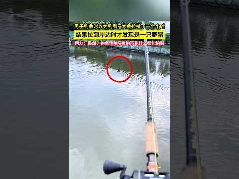 男子釣魚時以為釣到了大魚拉扯了一個小時，結果拉到岸邊時才發現是一隻野豬，網友：果然，釣魚佬除了魚釣不到什麼都能釣到！#shorts thumbnail