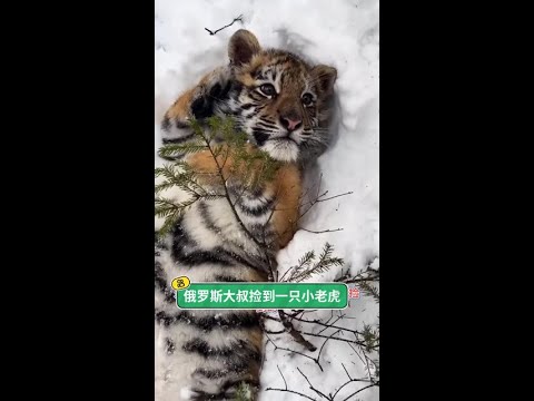 #媽媽怕了你一輩子 #玩賺音樂計劃 俄羅斯大叔在西伯利亞伐木時撿到了一隻小老虎#可愛到爆炸 #東北虎幼崽 @快手熱點(O3xddgkd5fav5if9) @快手寵物(O3xdzi7gzwye5gsa thumbnail