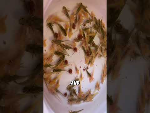 A highly interactive Axolotl #animals #funnyanimal #funny #cute #axolotl thumbnail