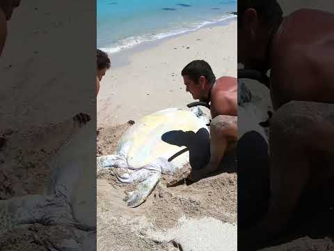 Sea Turtle Stuck On Remote Beach.. thumbnail