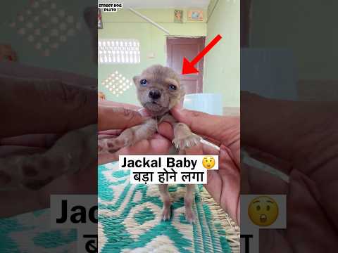Jackal Baby Namkaran ❤️ thumbnail