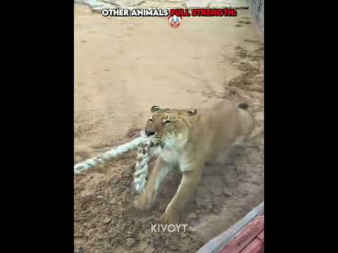 Animal Pull Strength VS Elephant ☠️ #edit #usa #troll #animal #lion #tiger thumbnail
