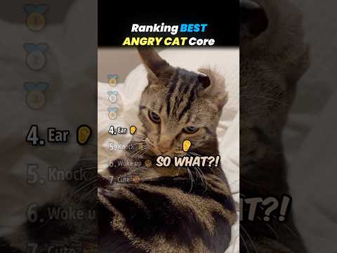 Ranking BEST ANGRY CAT Core Moments!! 🐱😡 thumbnail