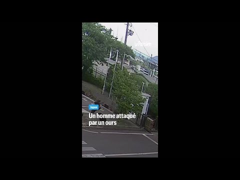 Japon : un ours attaque plusieurs personnes près d'une usine, 4 blessés thumbnail