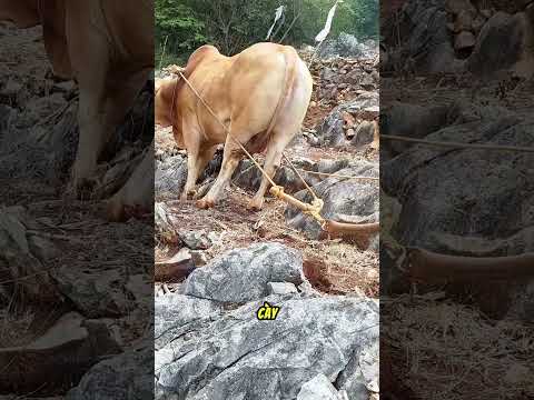 Bác nông dân có kỹ năng cày đất trên núi đá đỉnh cao thumbnail