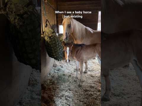 When I see a baby horse just existing 🥹 thumbnail