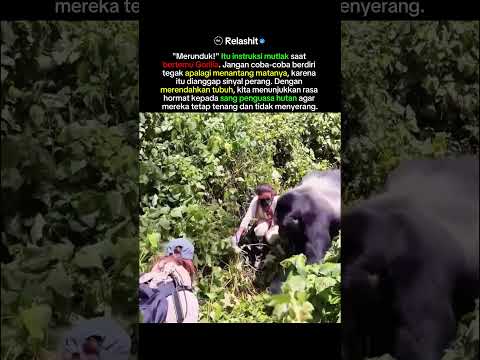 Kenapa Harus Menunduk Saat Bertemu Gorilla Di Alam Bebas??? thumbnail