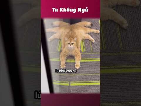Coi xong lú luôn mà 😵‍💫 #takhongngu thumbnail