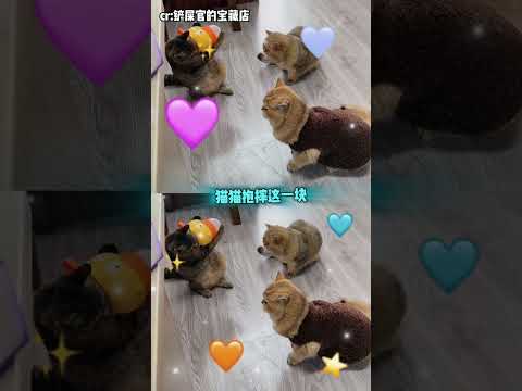 看本咪抱起來給你砸了 #猫猫 #搞笑 #萌宠出道计划 #猫咪的迷惑行为 #万万没想到 thumbnail