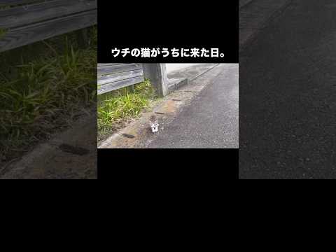 予約必要な動物病院も事情を知り急遽診察してくれたりで保護猫として迎えることに #保護猫 #子猫 #野良猫 #shorts thumbnail
