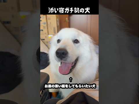 毎日添い寝のお誘いをしてくる愛犬　#greatpyrenees #大型犬のいる生活 #大型犬 #大型犬と暮らす #グレートピレニーズ #犬のいる生活 #愛犬 #癒し #ゴールデンレトリバー thumbnail
