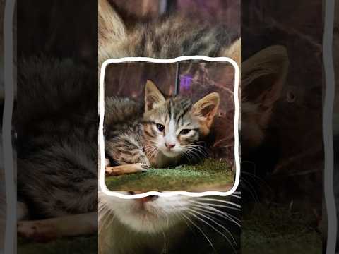 New any% kitten photoshoot pb (possible world record?) ? thumbnail