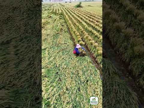 Management Measures for Lodged Wheat thumbnail