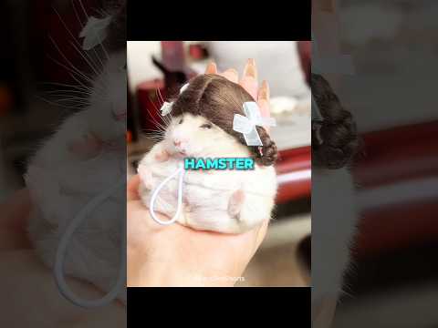 Hamster Will Never Tell You These Things! thumbnail