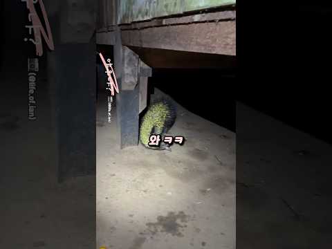 전설급 포켓몬 발견했네요 AI 아닙니다 thumbnail