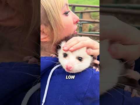 The opossum that feigns death#animals #funnyanimal #funny #cute #opossum thumbnail