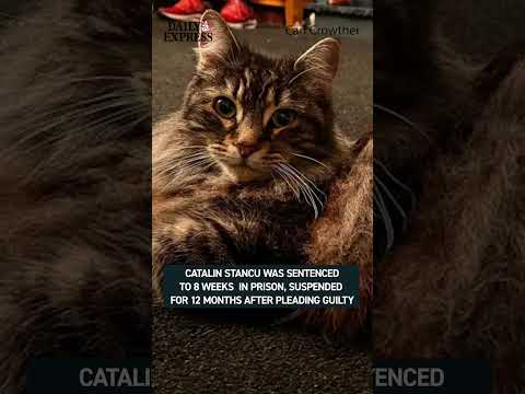 A delivery driver avoided an immediate jail term after abducting a pet cat from a garden ? thumbnail