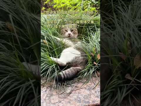 女子经常去投喂的一只流浪猫，今天去投喂远远发现一动不动！正当心痛情绪百感交集时，接下来一幕亮了……#猫咪   #万万没想到 #搞笑  #结果出乎意料 thumbnail
