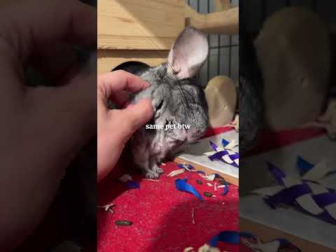 🚨 It’s a lot of work for 20+ years; it’s not for everyone which is okay! ♥️ #chinchilla #pets thumbnail