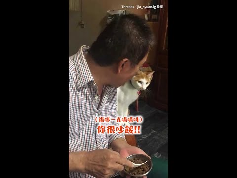 【委屈不了一點！】貓咪被爸爸嫌吵跳電視櫃「瘋狂頂嘴」 在場0人勸架XD #Shorts thumbnail