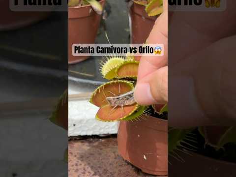 Alimentei minha planta carnívora com um grilo gigante?!😱 #shorts thumbnail