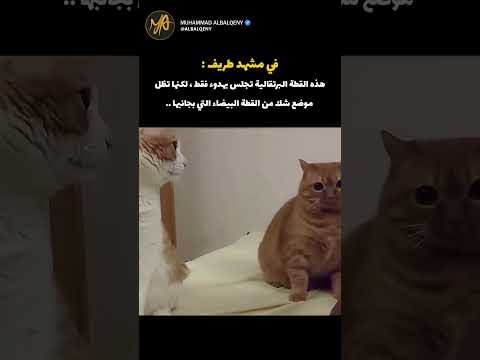 ردة فعل القطة البرتقالية مع القطة البيضاء #قطط #كوميديات #ضحك thumbnail