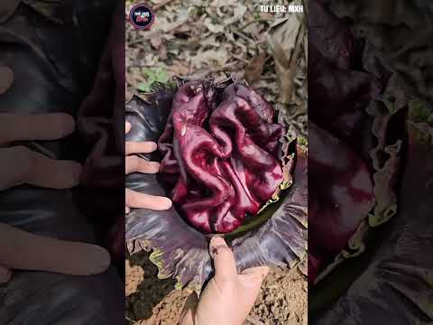 Gia đình ở Lào Cai bất ngờ phát hiện cây hoa khổng lồ, toả mùi thối như xác chết #shorts thumbnail