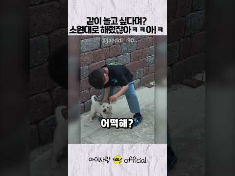 강아지와 놀고 싶다던 아들의 최후?ㅋㅋ (feat. 웃겨죽는 아빠)  #아빠와아들 #아빠육아 #육아브이로그 thumbnail